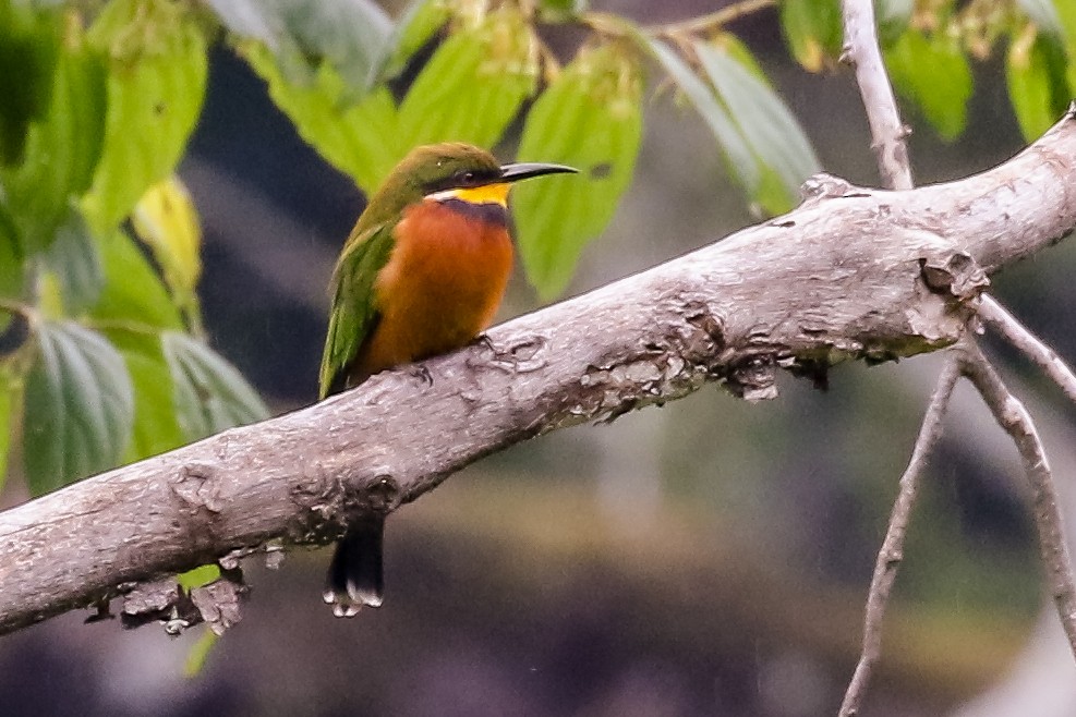 Cinnamon-chested Bee-eater - ML455426551