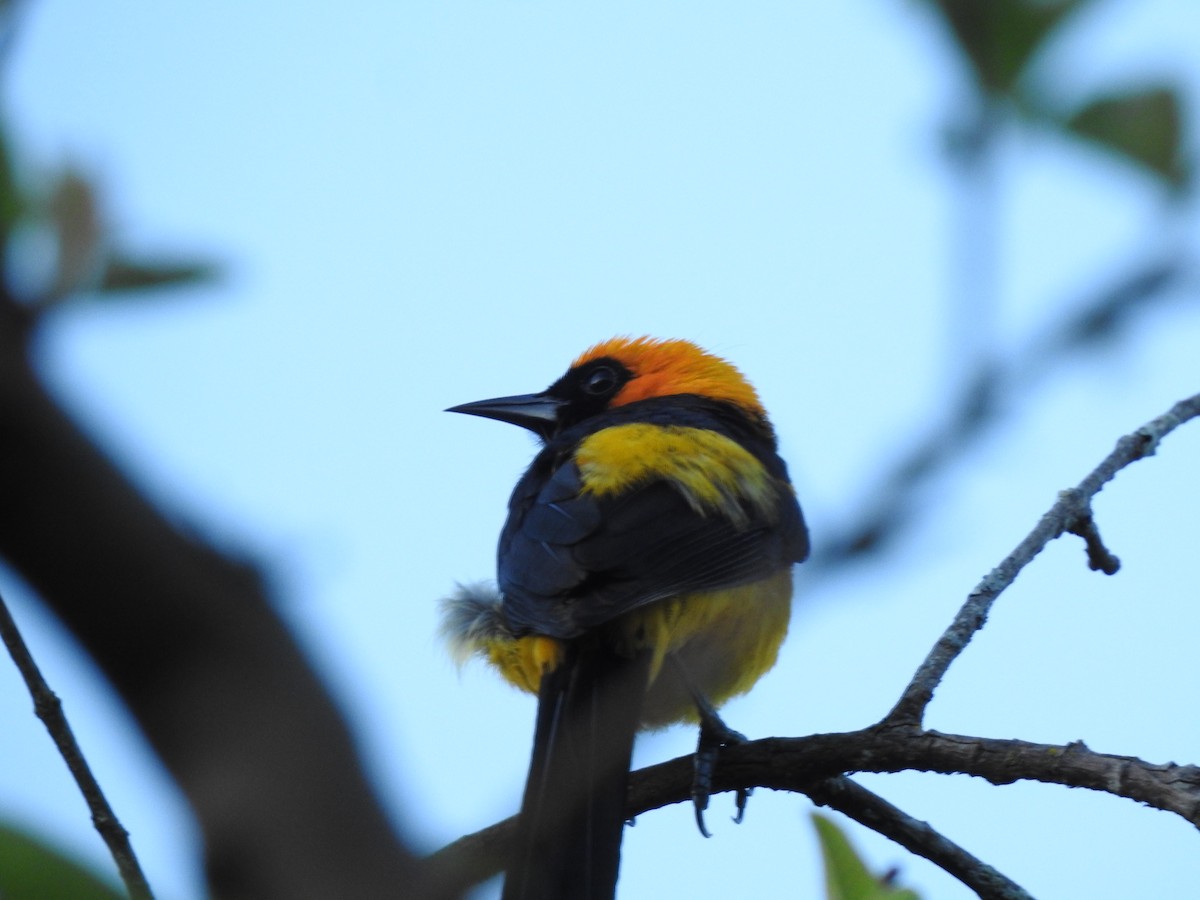 Orange-crowned Oriole - ML455426631