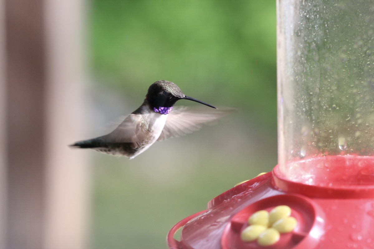 Black-chinned Hummingbird - ML455426741