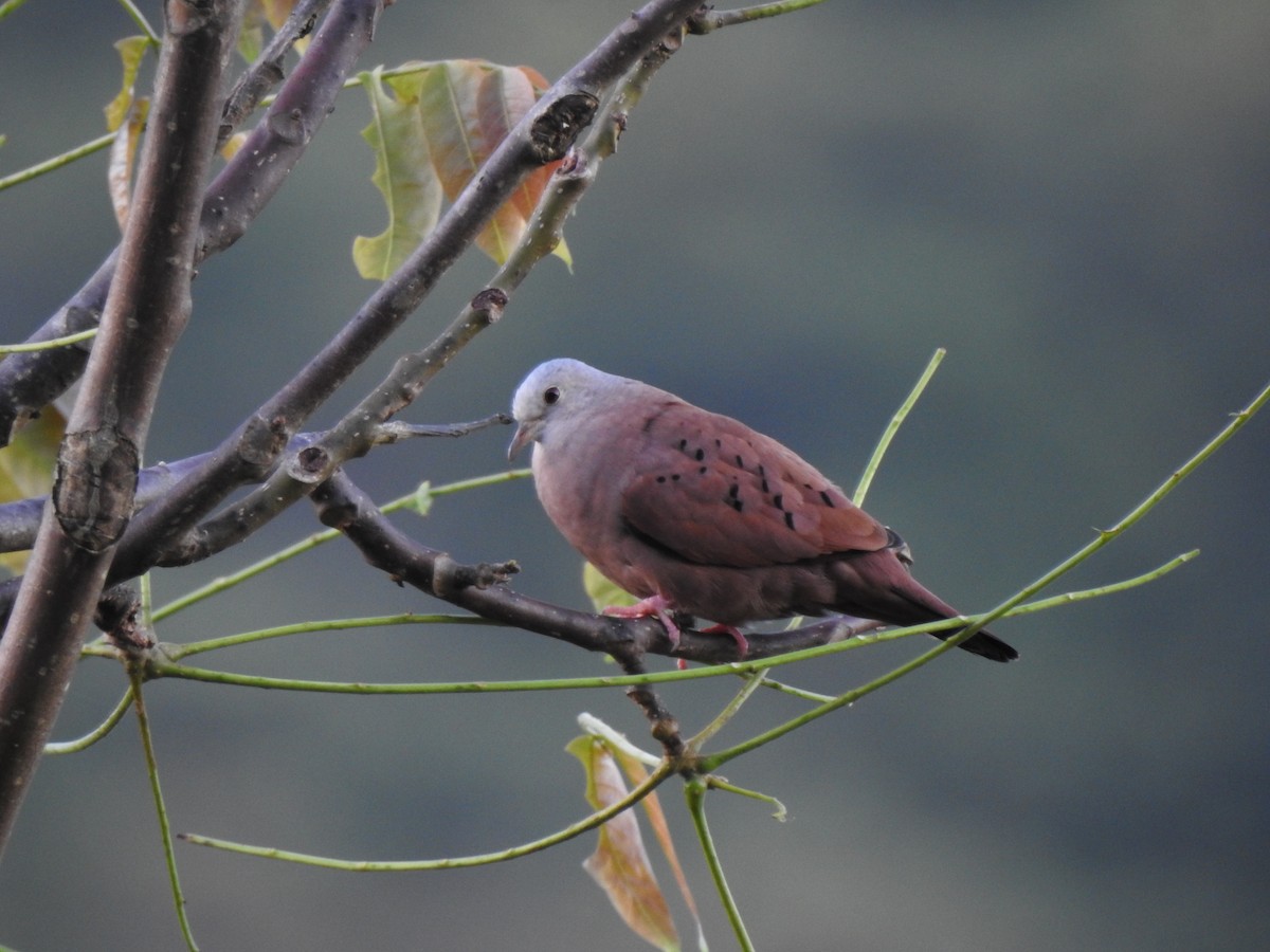 Ruddy Ground Dove - ML455426981