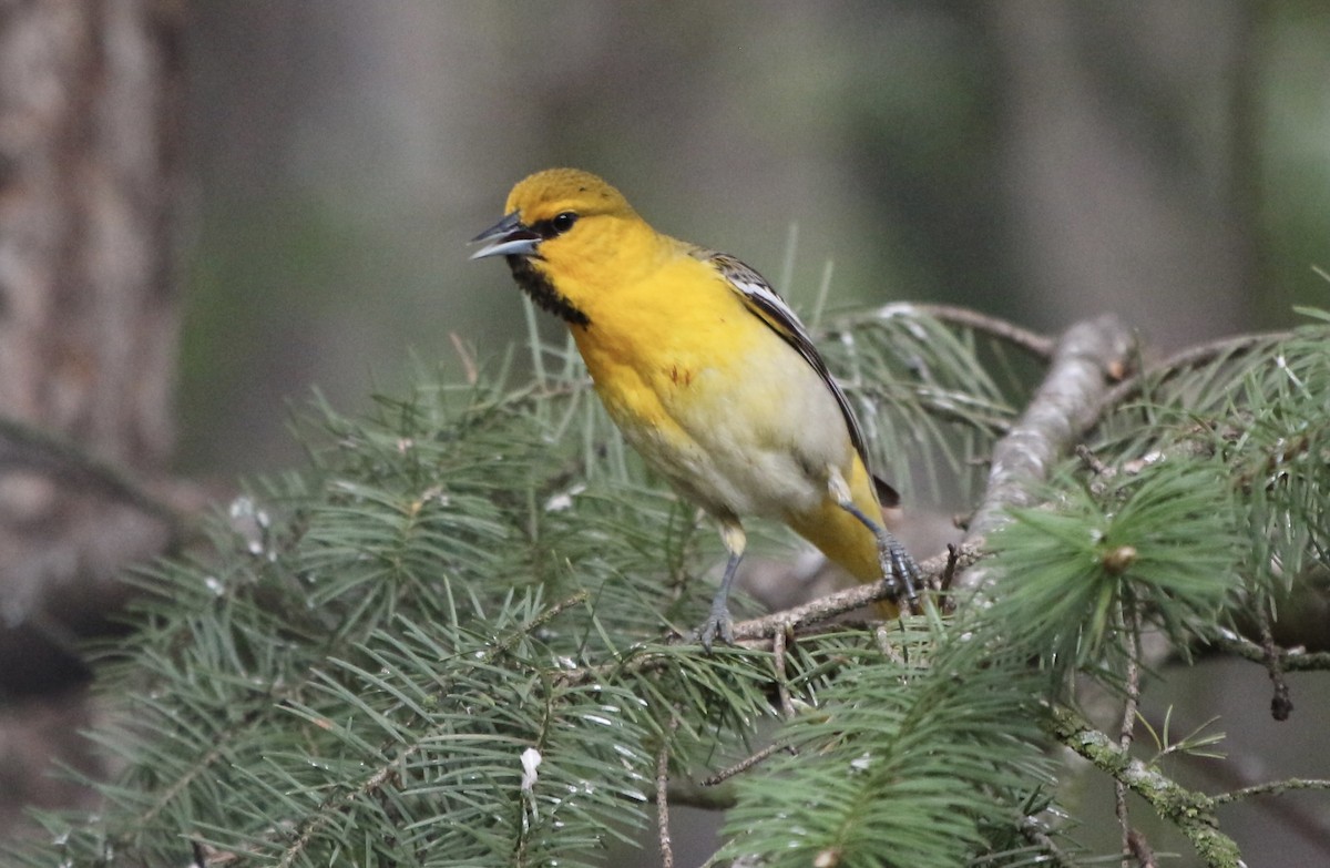 Bullock's Oriole - Sue Elwell