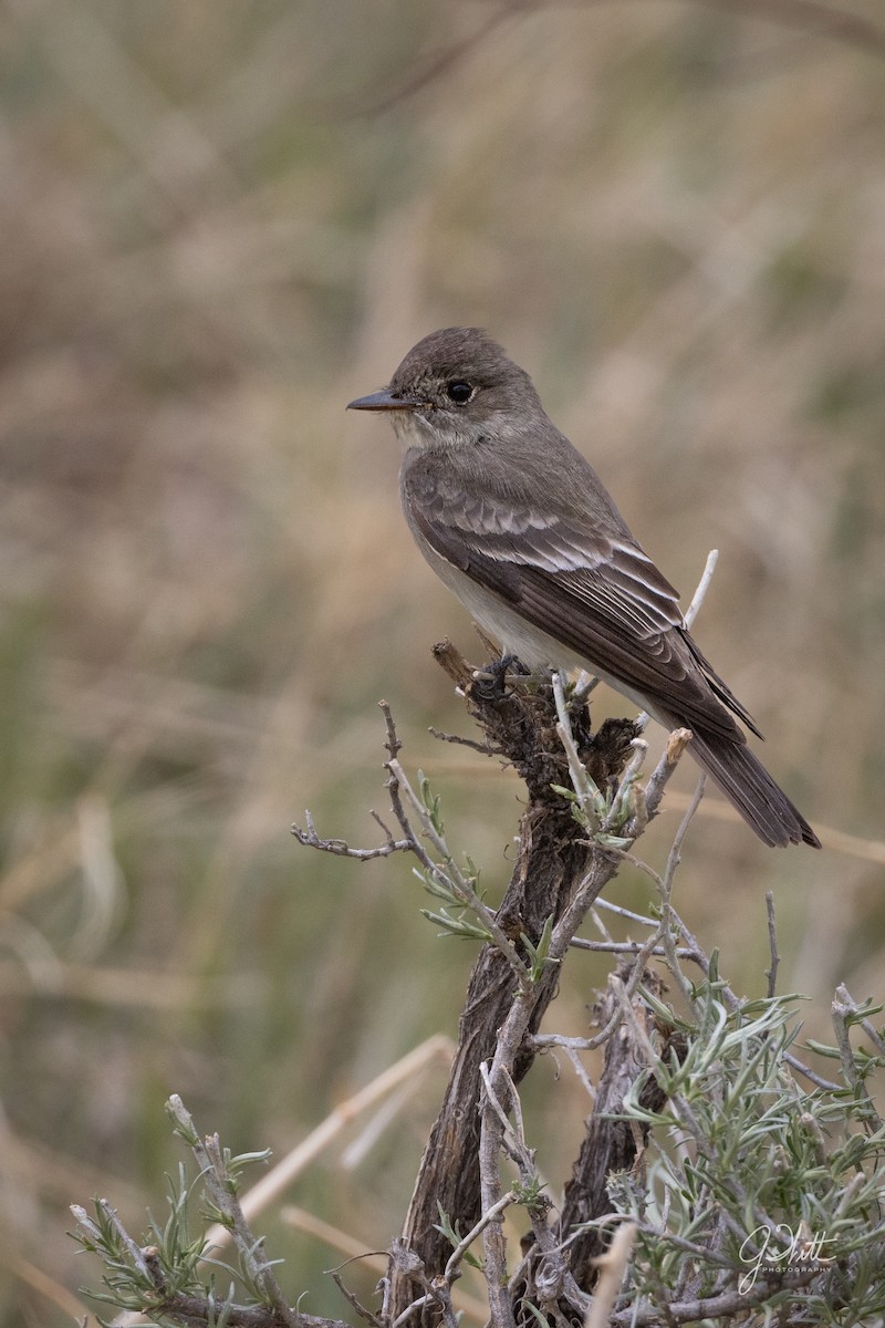 Western Wood-Pewee - ML455428741