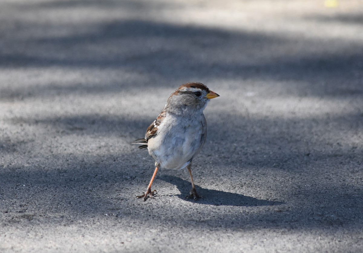 White-crowned Sparrow - ML455430011
