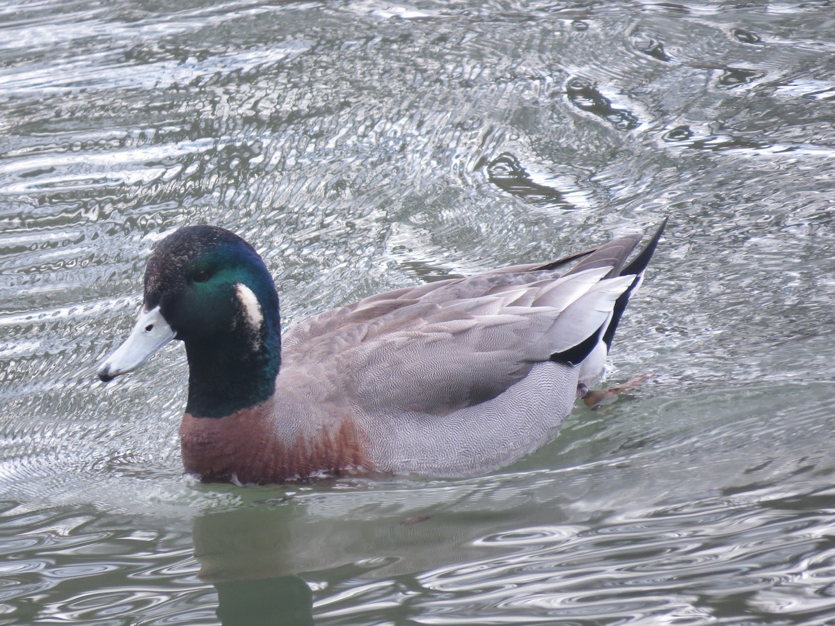 Hybride Canard d'Amérique x C. colvert - ML455432101