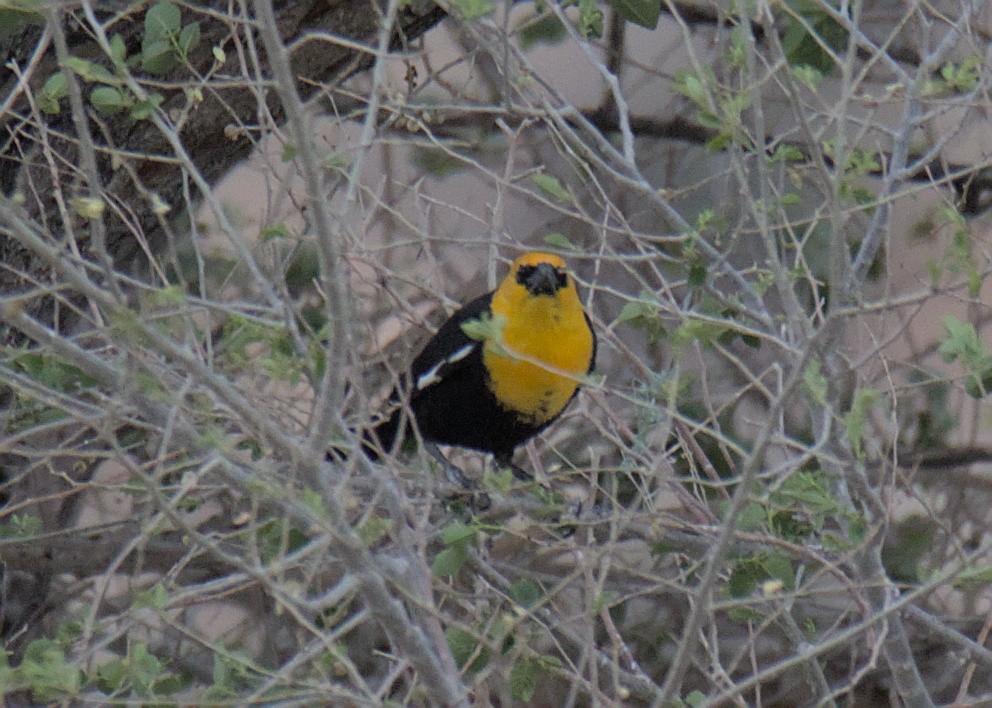Yellow-headed Blackbird - Sam Rawlins