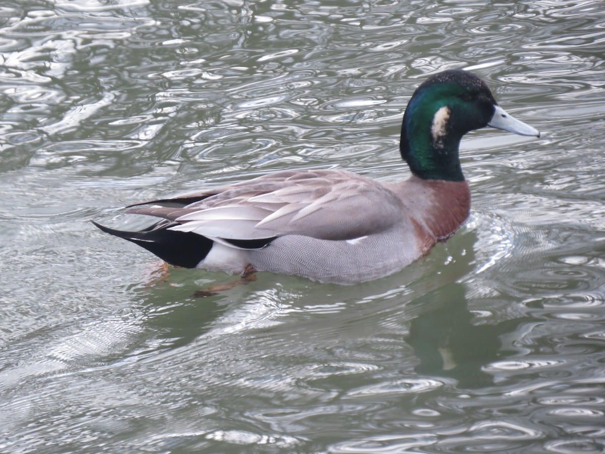 Hybride Canard d'Amérique x C. colvert - ML455432121