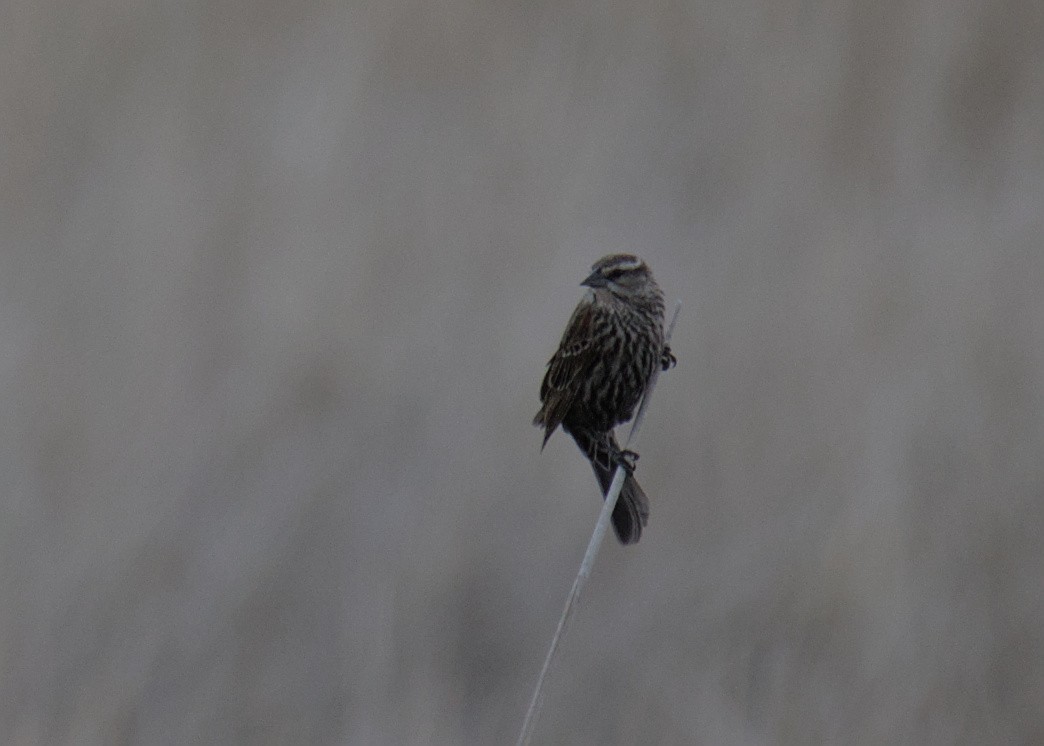 Red-winged Blackbird - ML455432361