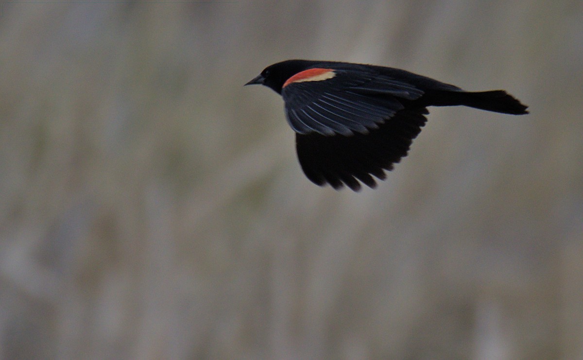 Red-winged Blackbird - Sam Rawlins