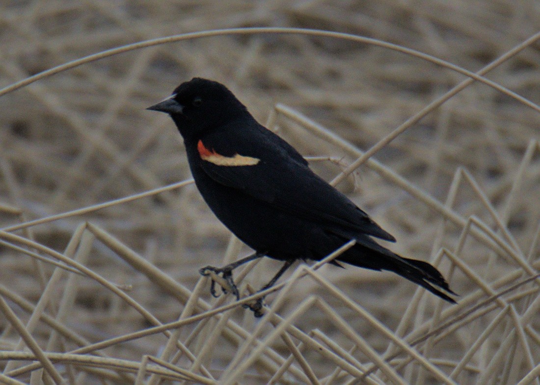 Red-winged Blackbird - Sam Rawlins