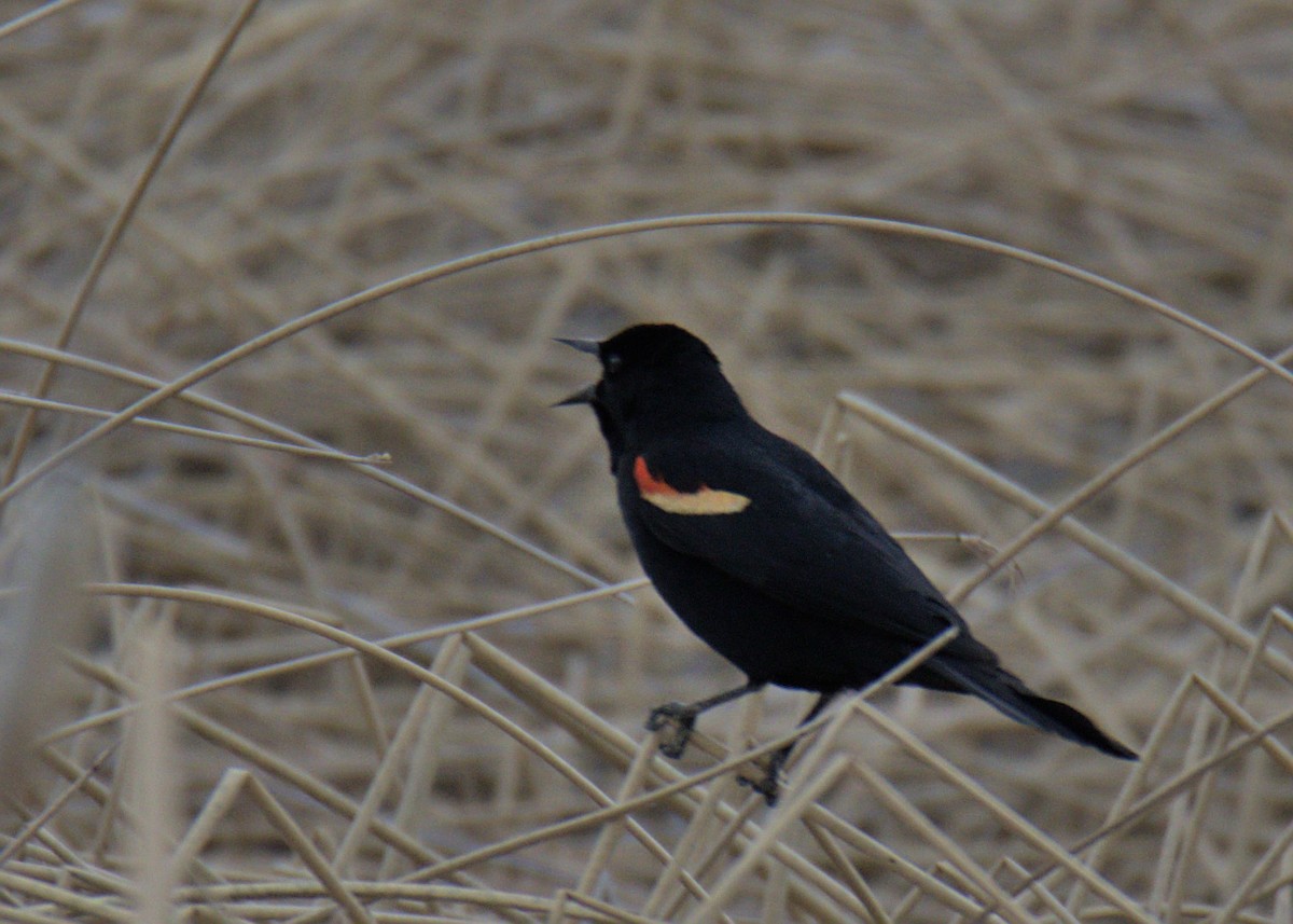 Red-winged Blackbird - Sam Rawlins