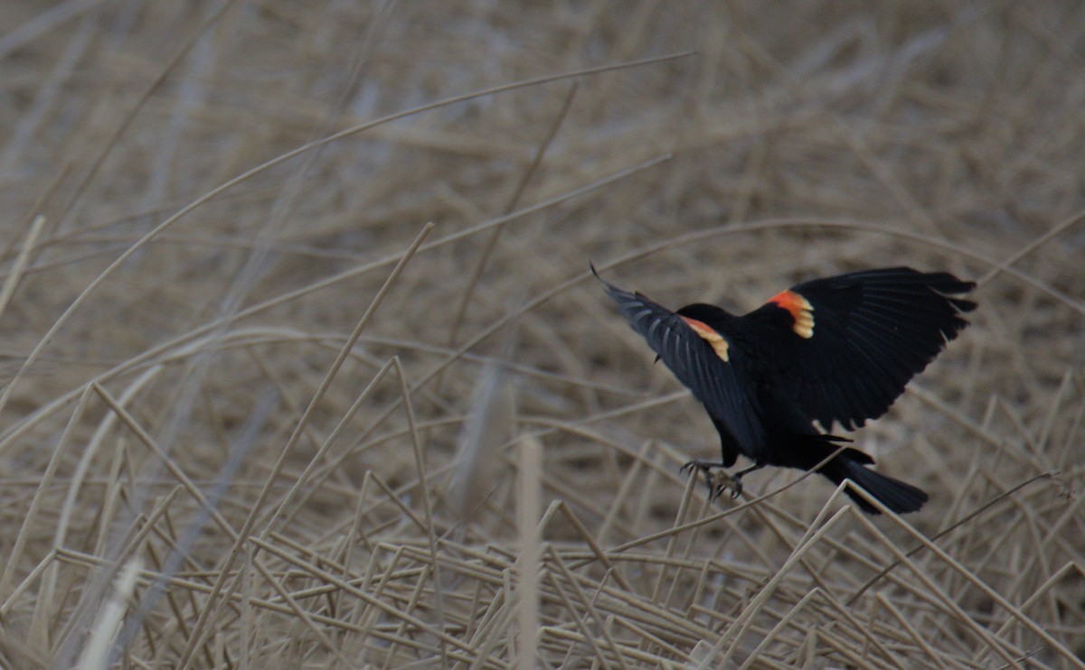 Red-winged Blackbird - Sam Rawlins
