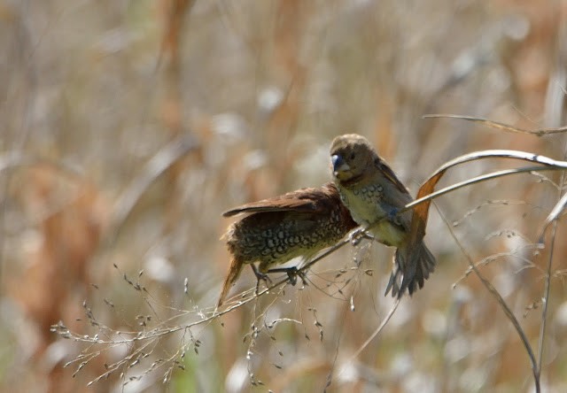 Scaly-breasted Munia - ML455432741