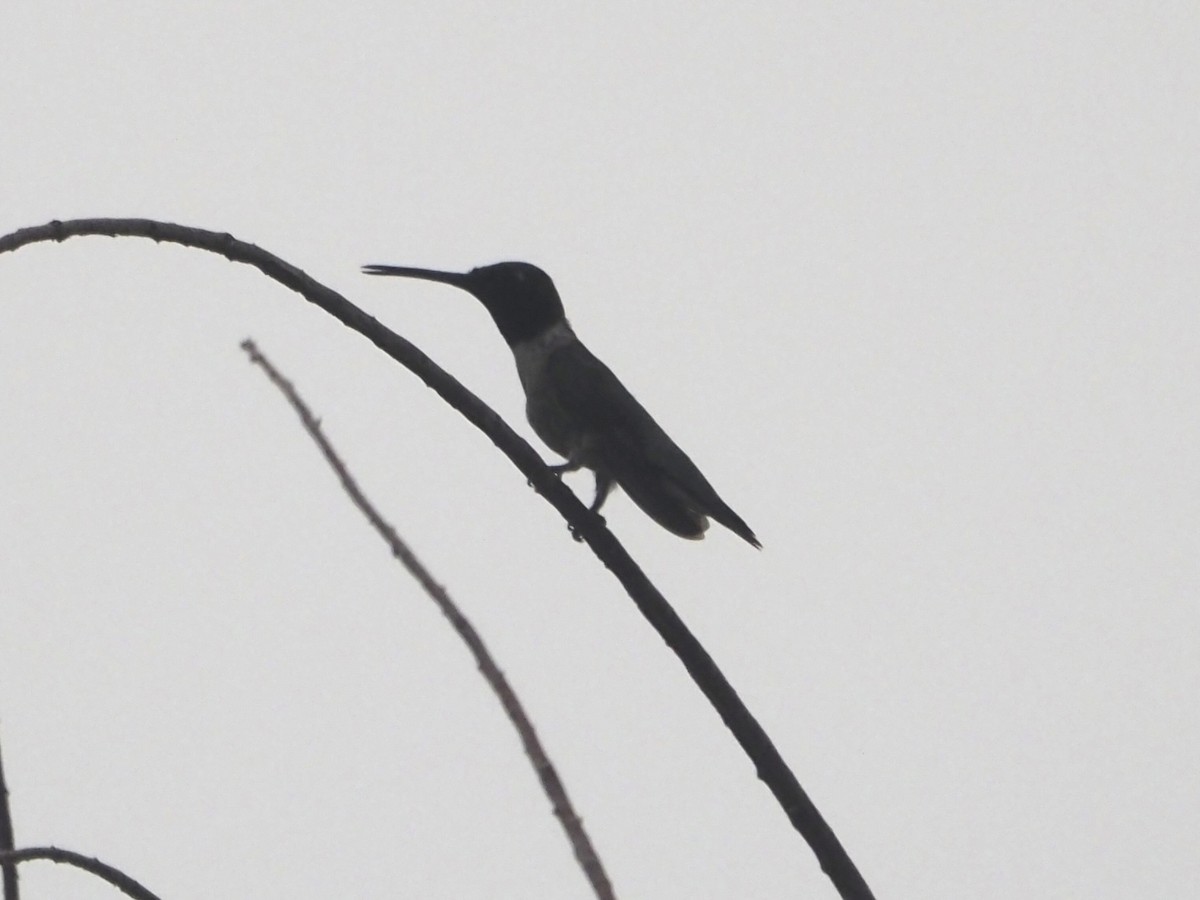 Black-chinned Hummingbird - ML455434191