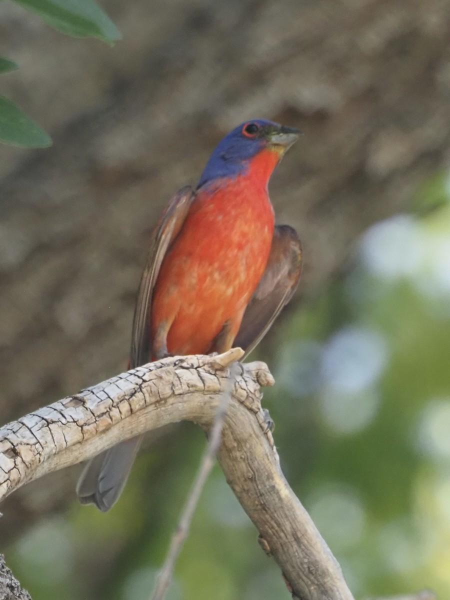 Painted Bunting - ML455434471