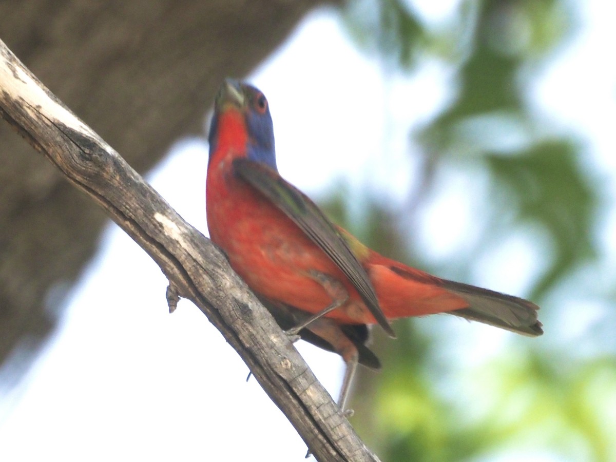 Painted Bunting - ML455434501