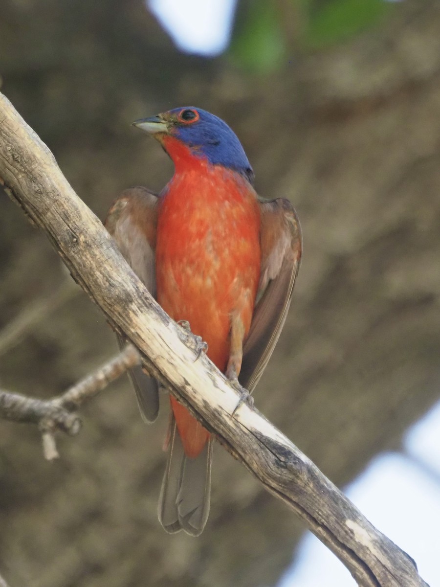 Painted Bunting - ML455434521