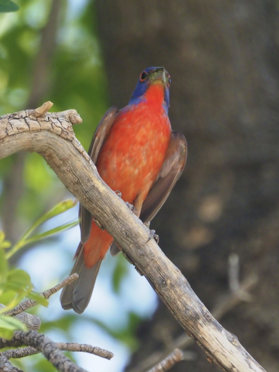Painted Bunting - ML455434541