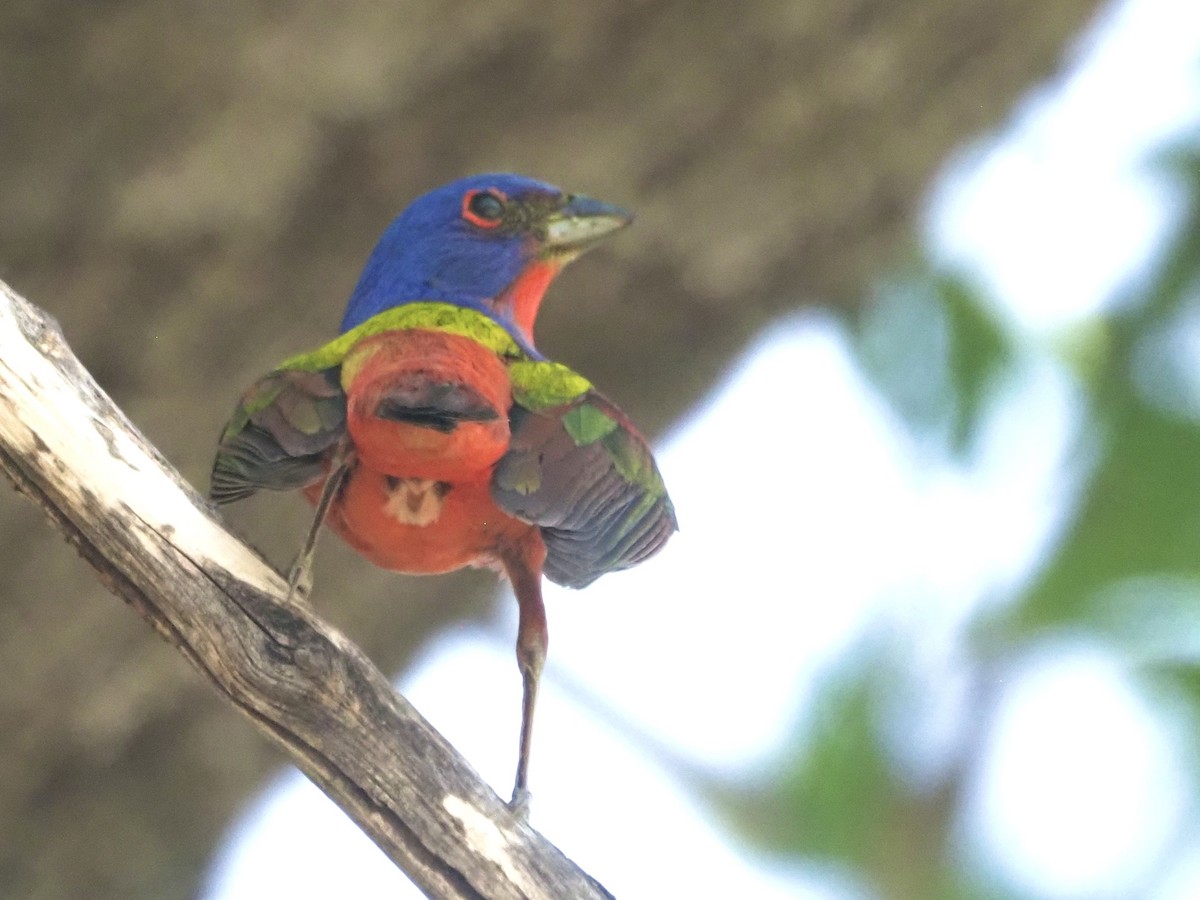 Painted Bunting - ML455434551