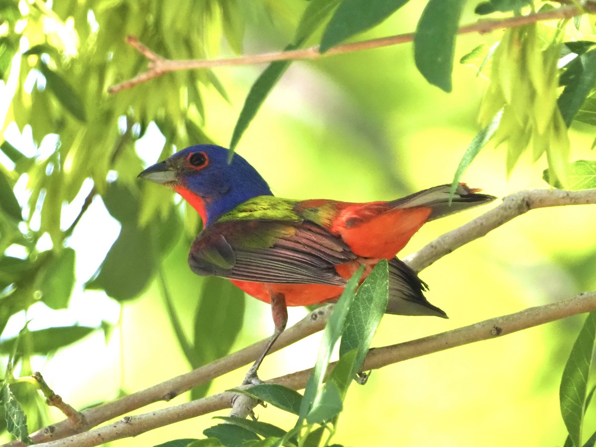 Painted Bunting - ML455434571