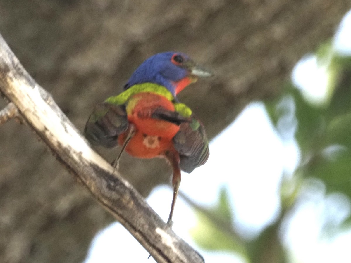 Painted Bunting - ML455434591