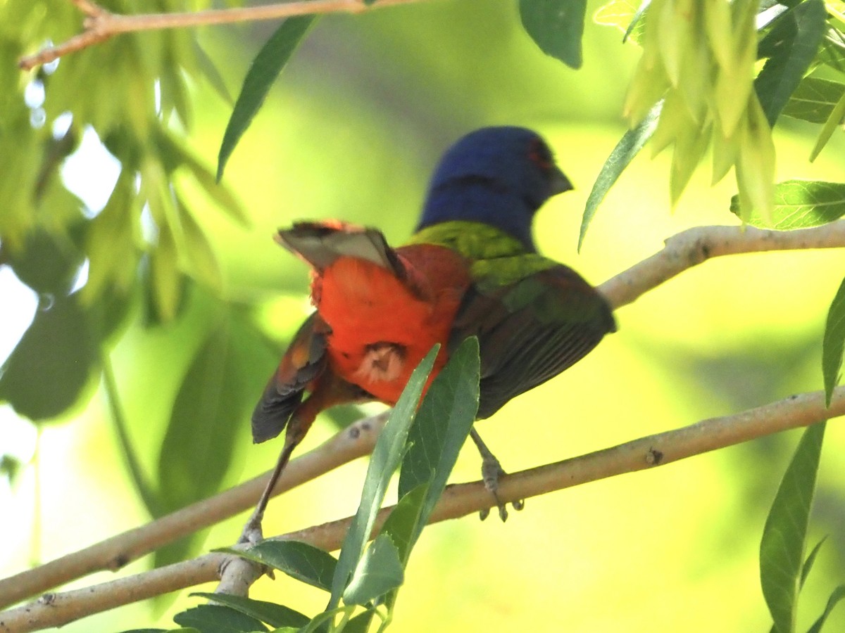 Painted Bunting - ML455434601