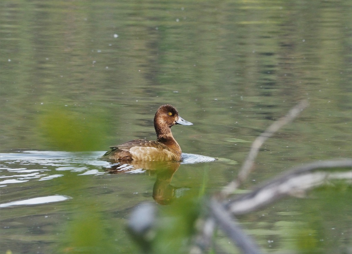 Lesser Scaup - ML455434611