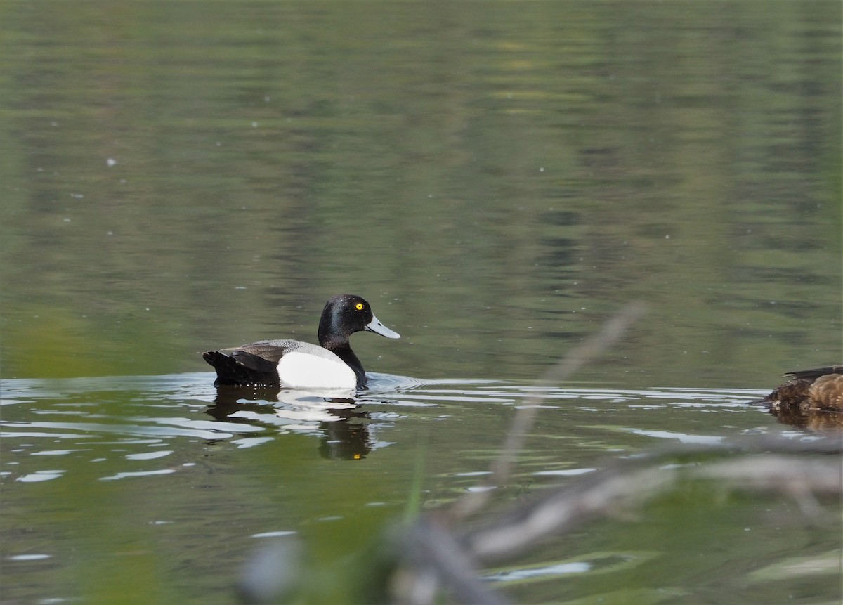 Lesser Scaup - ML455434641