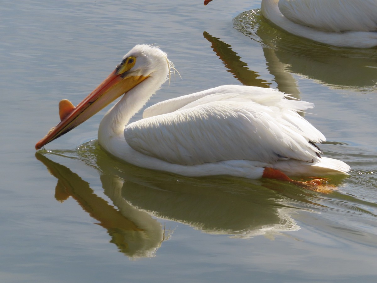 American White Pelican - Violet Kosack