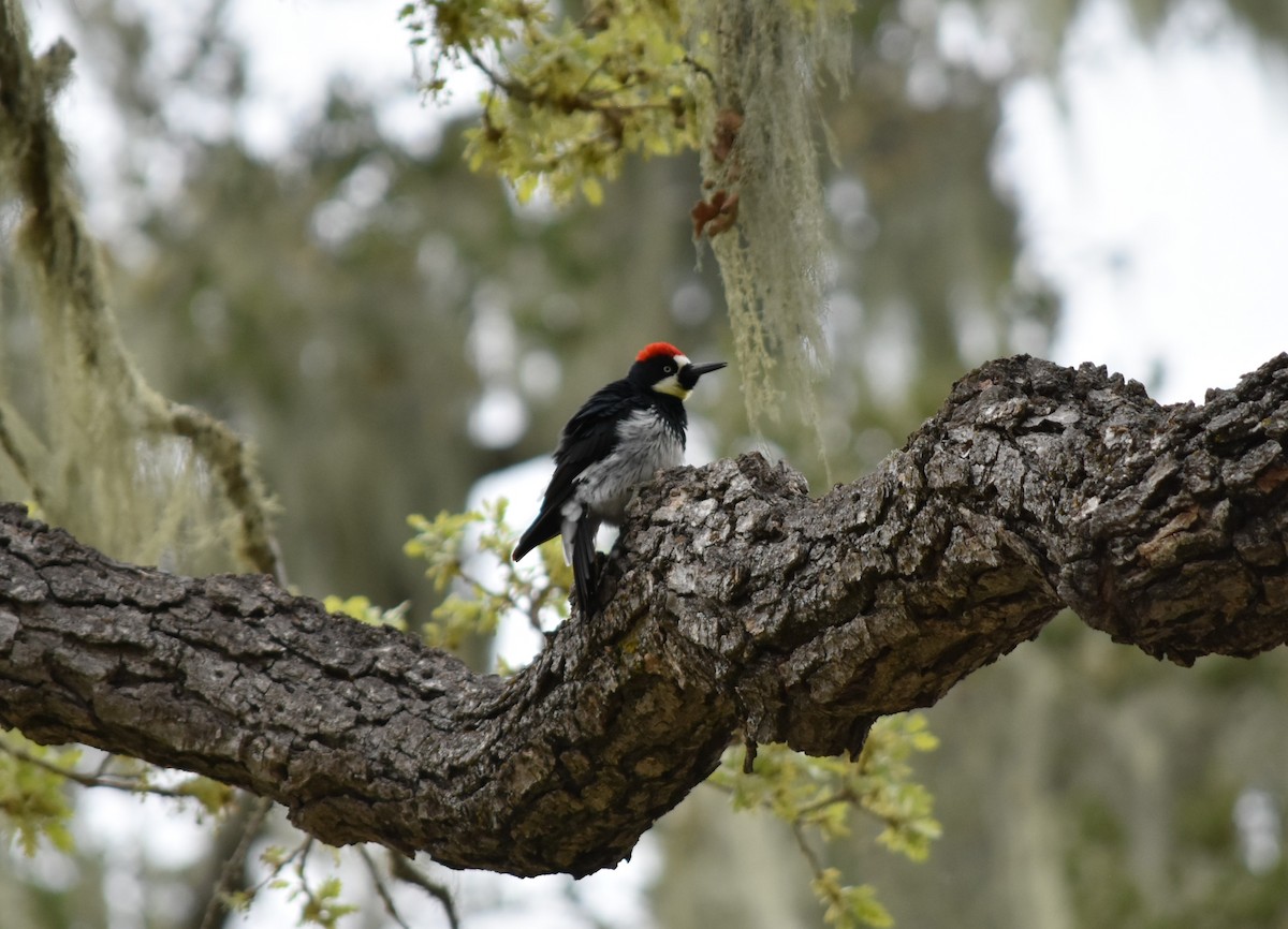 Acorn Woodpecker - Ali Nygaard