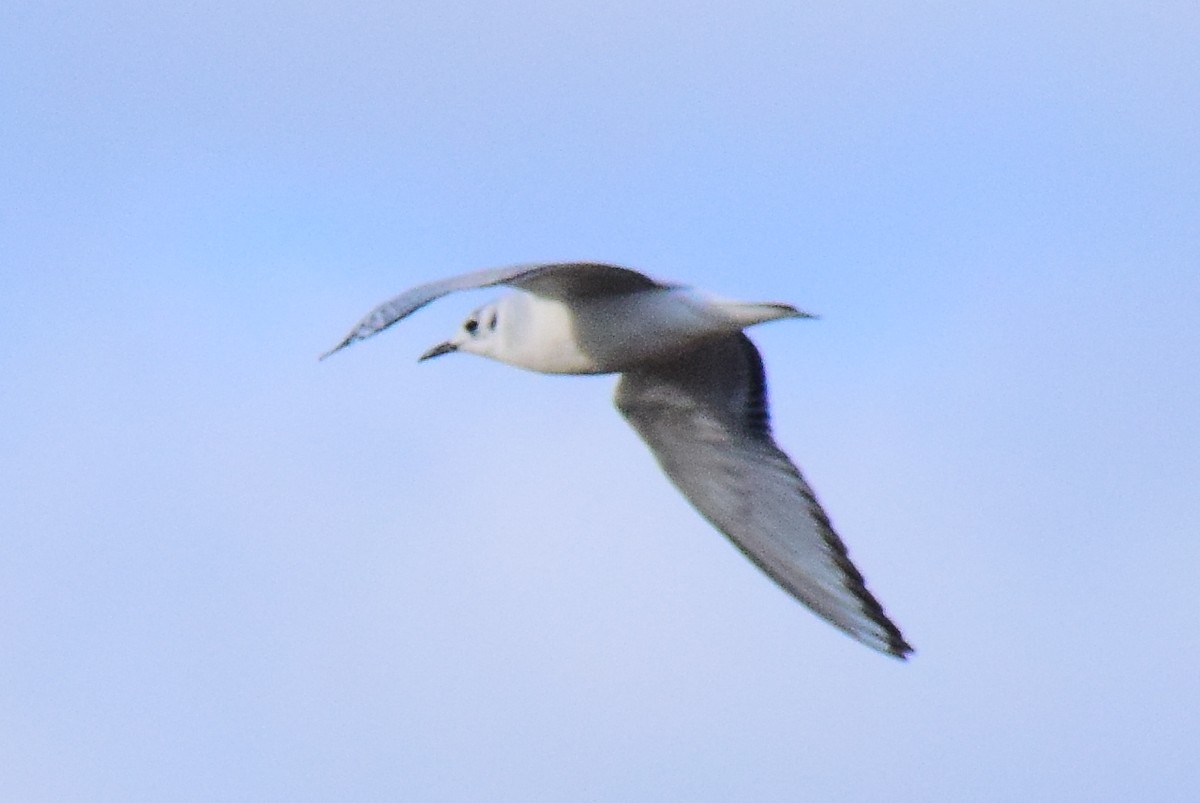 Bonaparte's Gull - Mathieu Langlois