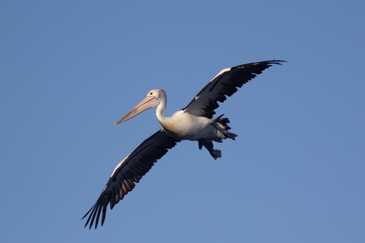 pelikán australský - ML455438071
