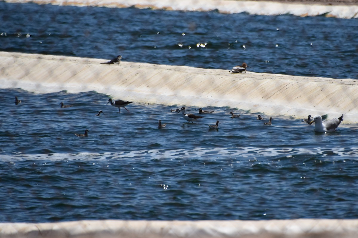 Wilson's Phalarope - ML455438401