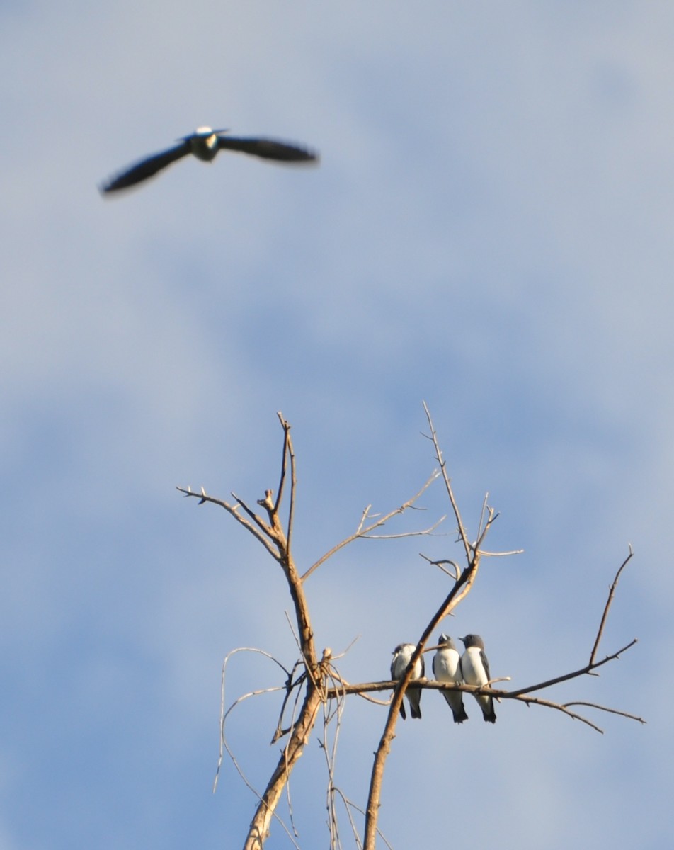 White-breasted Woodswallow - Michael Louey