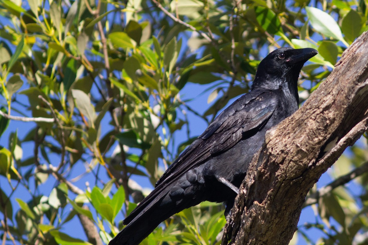 Torresian Crow - Richard and Margaret Alcorn