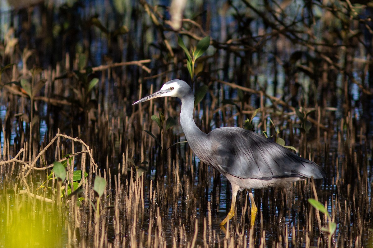 White-faced Heron - ML455439031