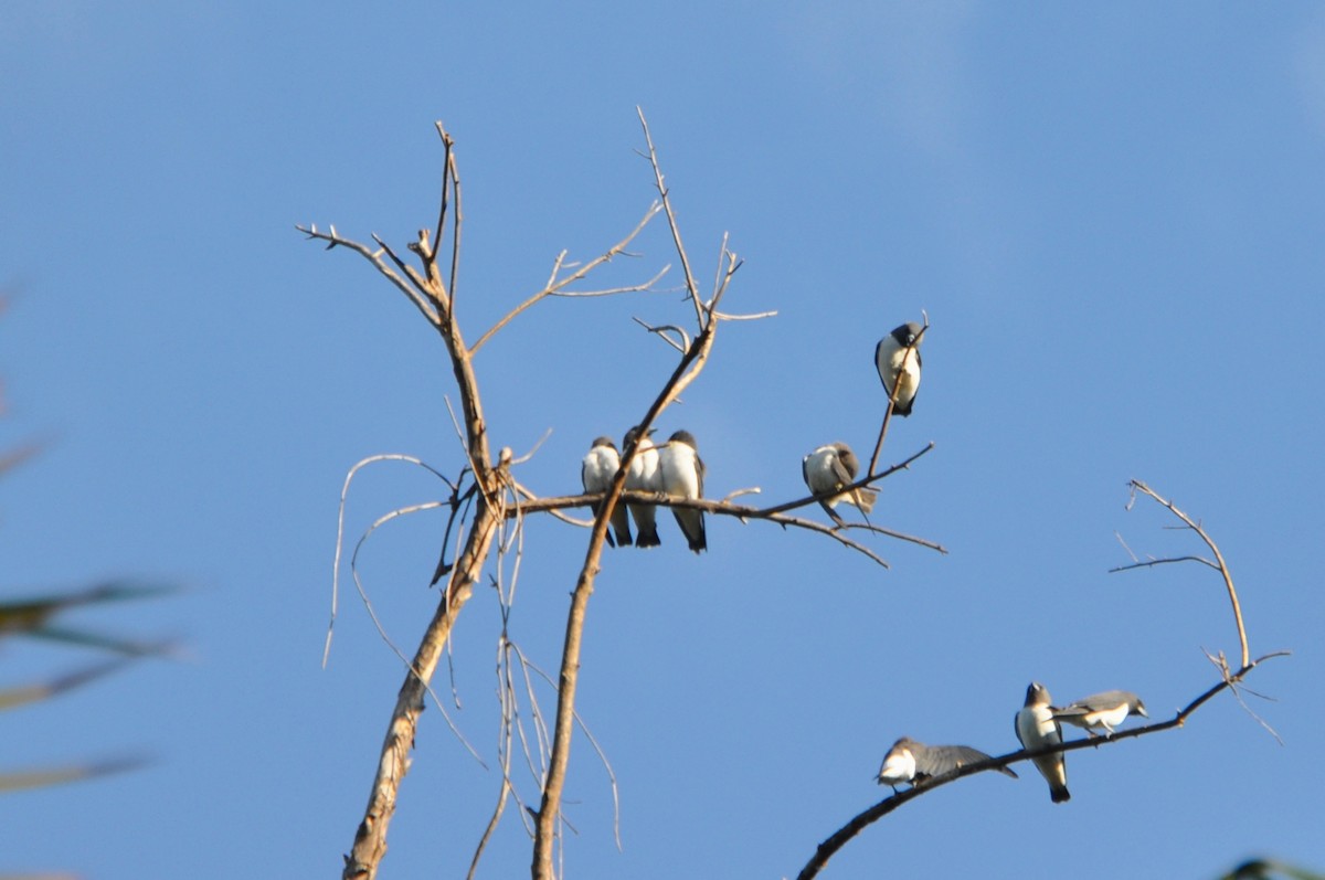 White-breasted Woodswallow - Michael Louey