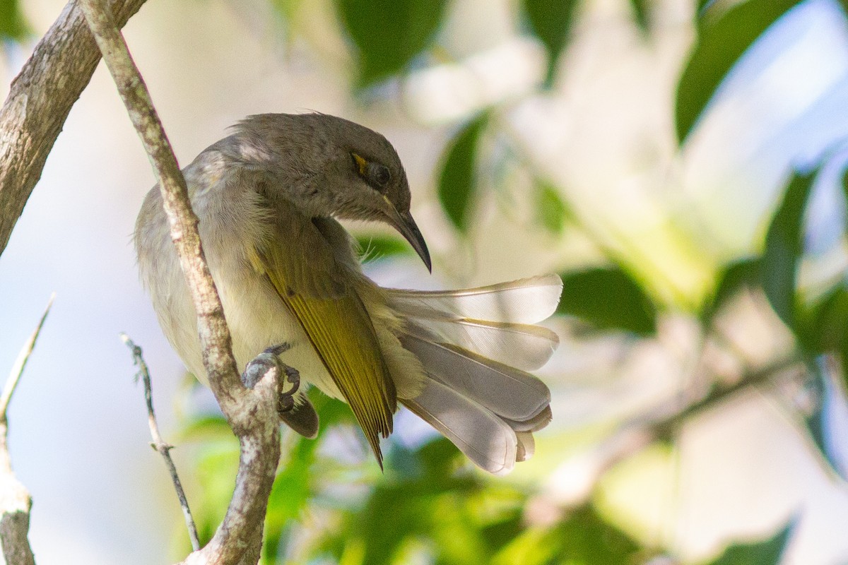 Brown Honeyeater - Richard and Margaret Alcorn