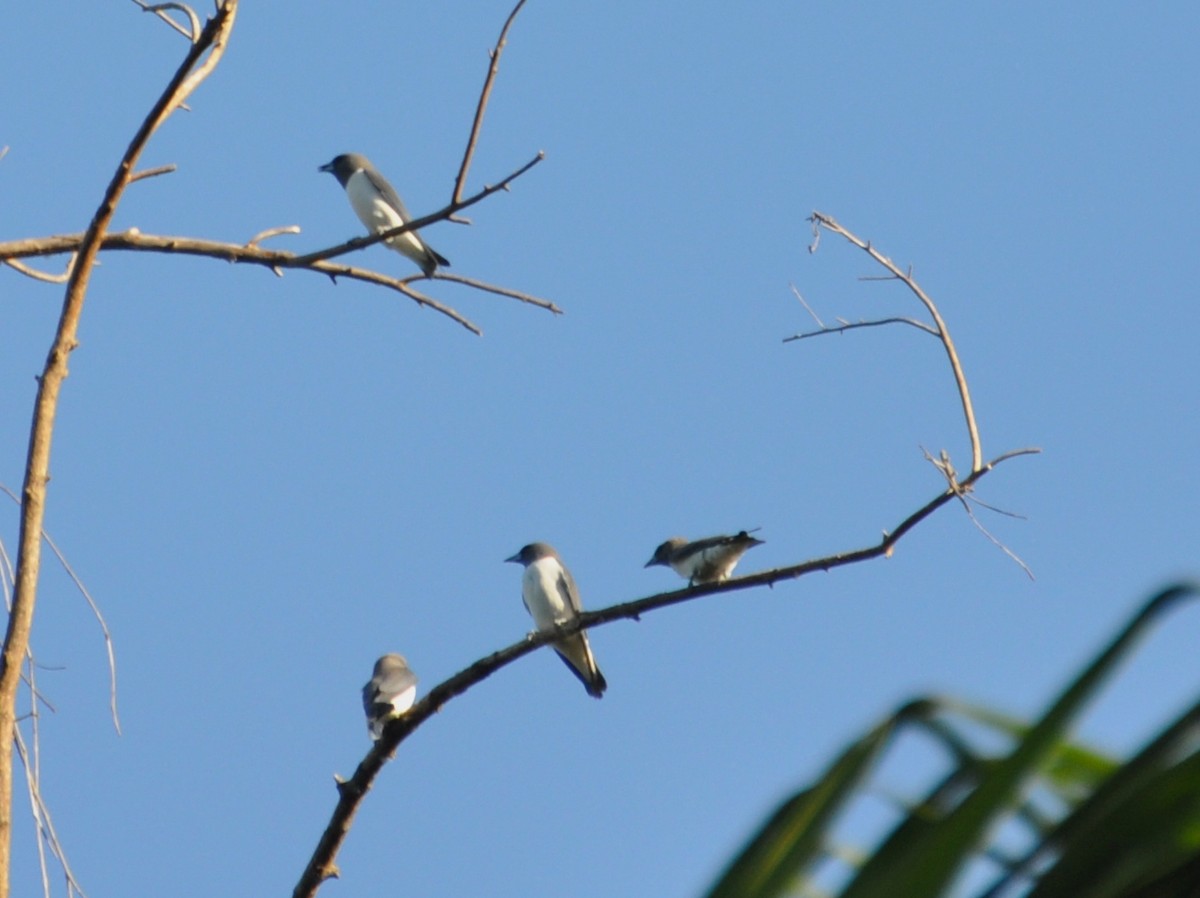 White-breasted Woodswallow - Michael Louey