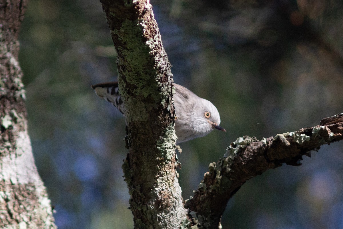 Varied Sittella - Richard and Margaret Alcorn