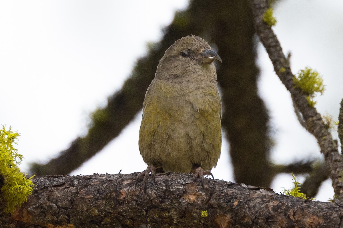 Red Crossbill - ML455439491