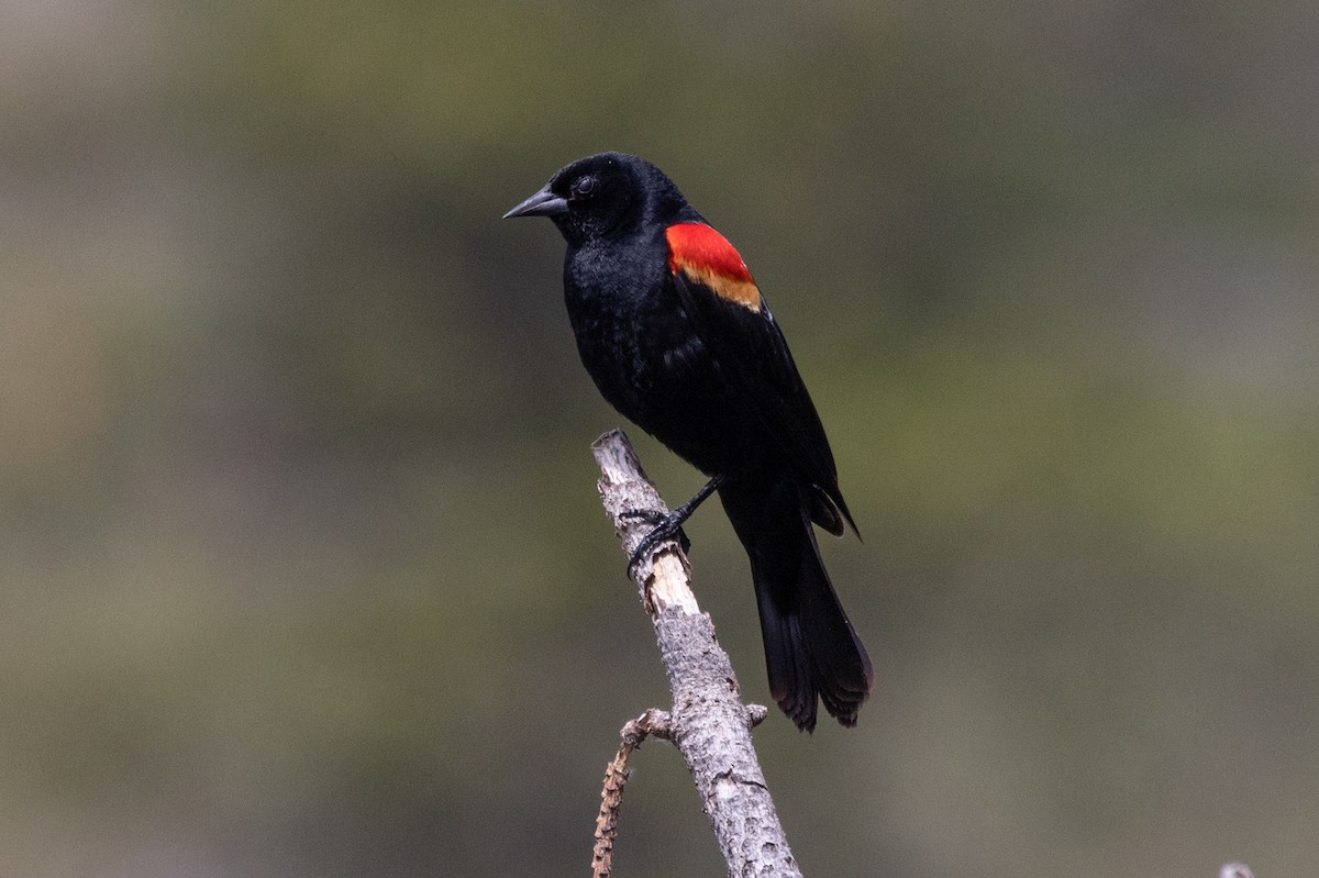 Red-winged Blackbird - ML455439691