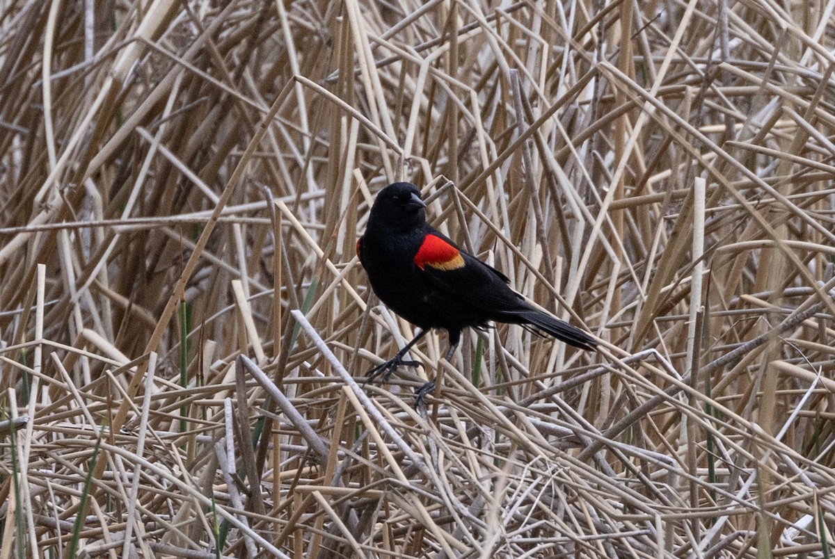 Red-winged Blackbird - ML455439721