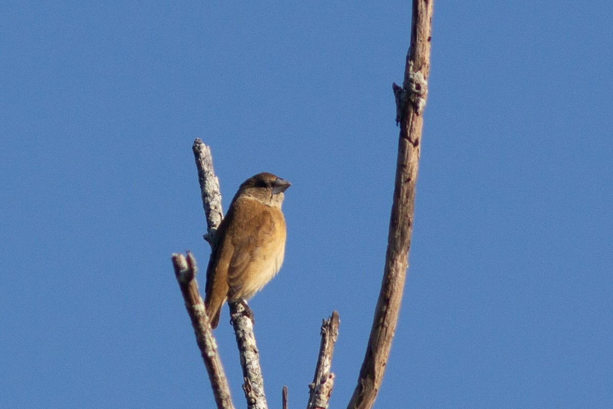 Chestnut-breasted Munia - Richard and Margaret Alcorn