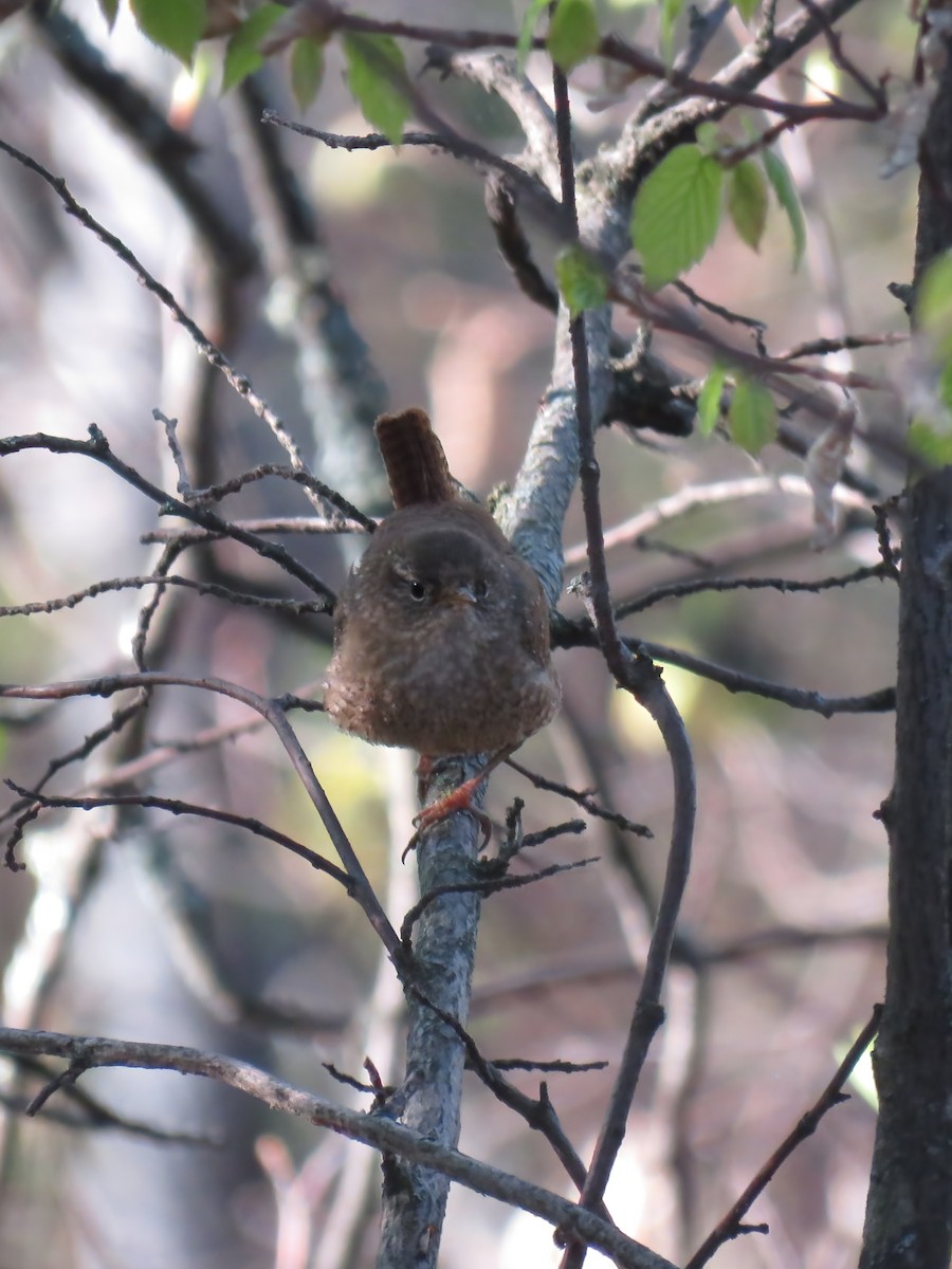 Winter Wren - David R. Scott