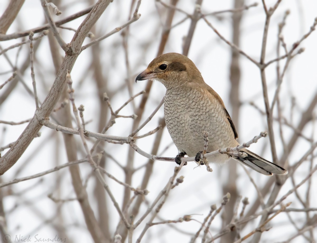 Northern Shrike - ML45544061