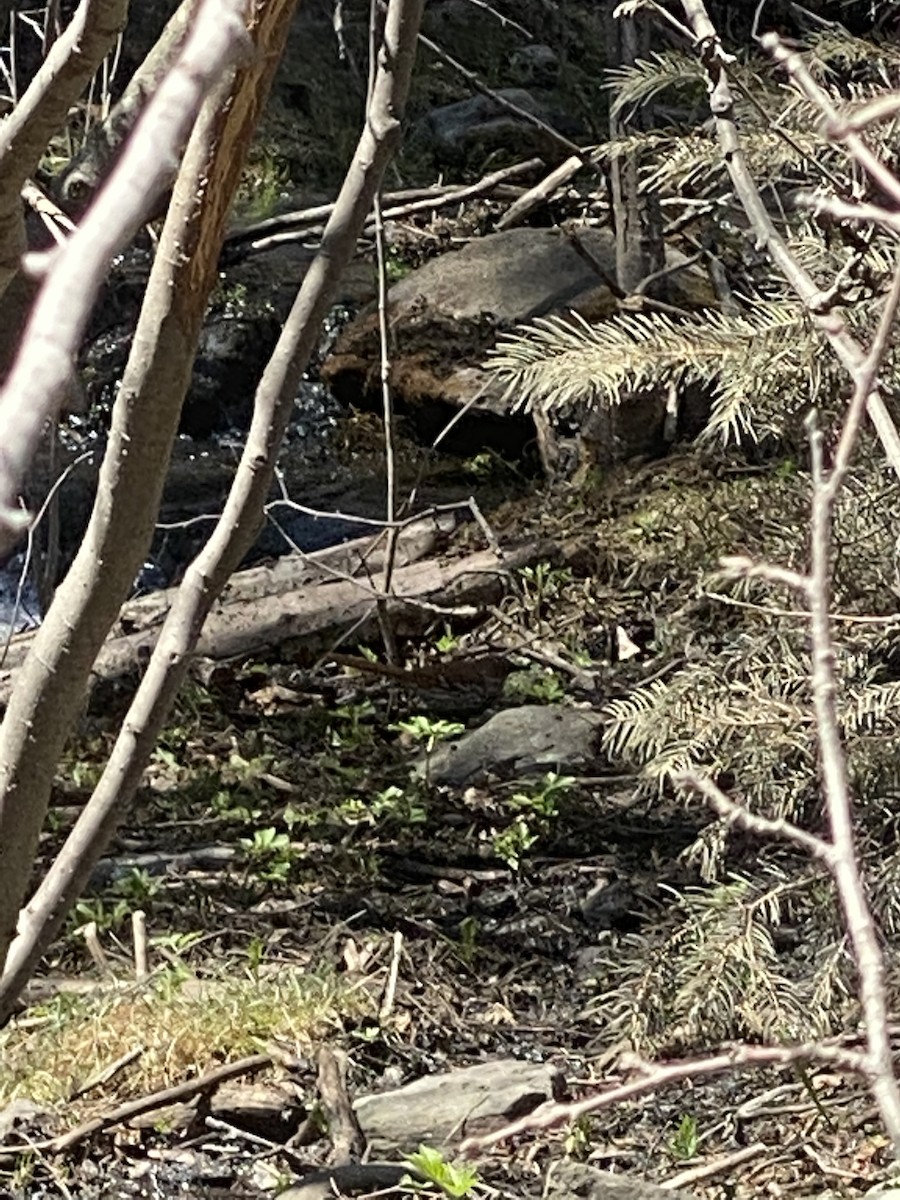 Brown Thrasher - ML455441341