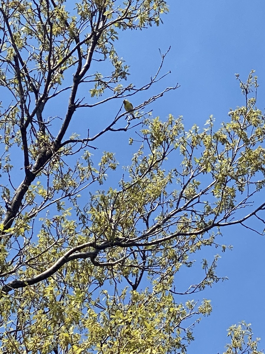 Yellow-throated Vireo - ML455442141