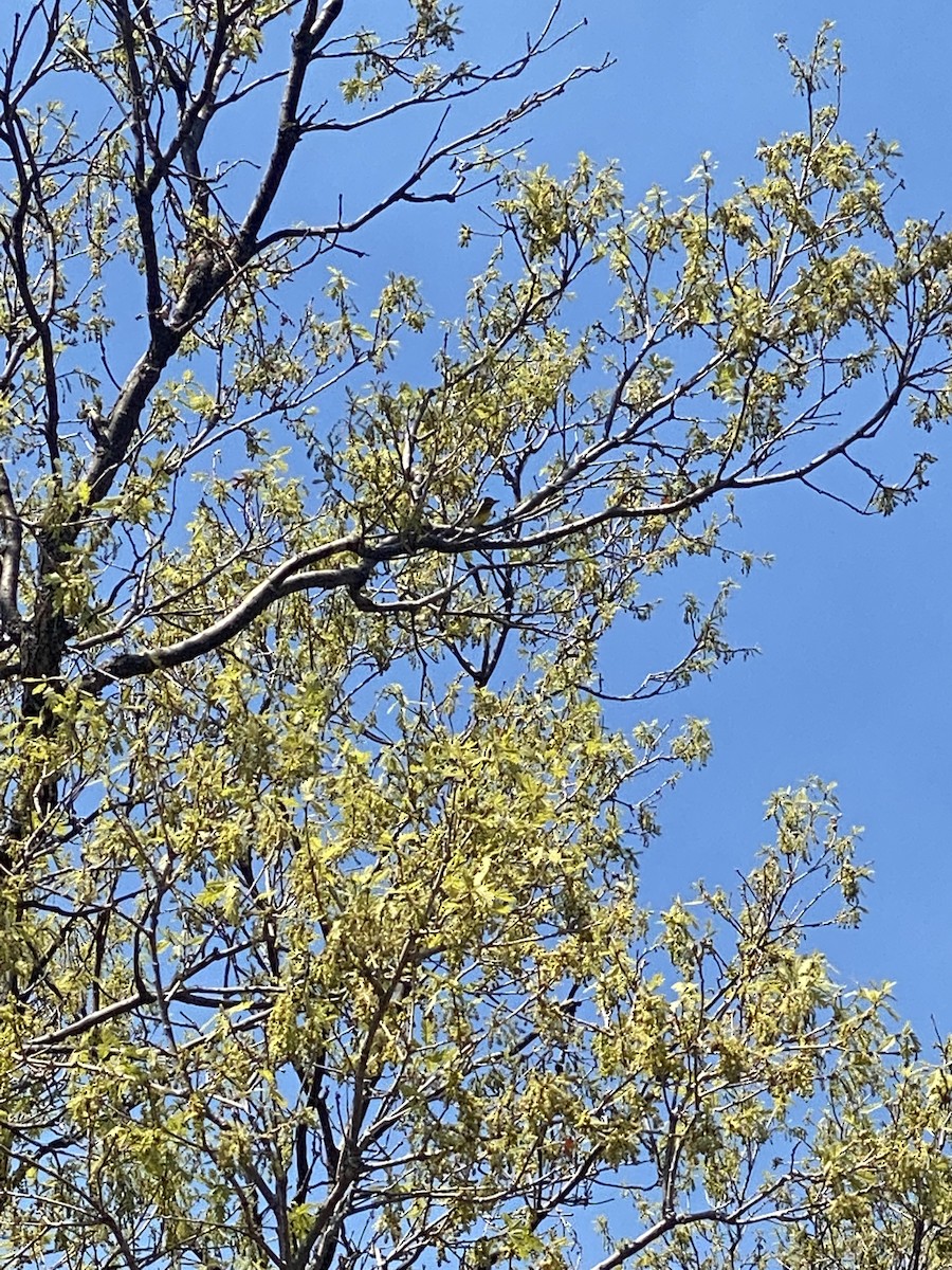 Yellow-throated Vireo - Steve Clark