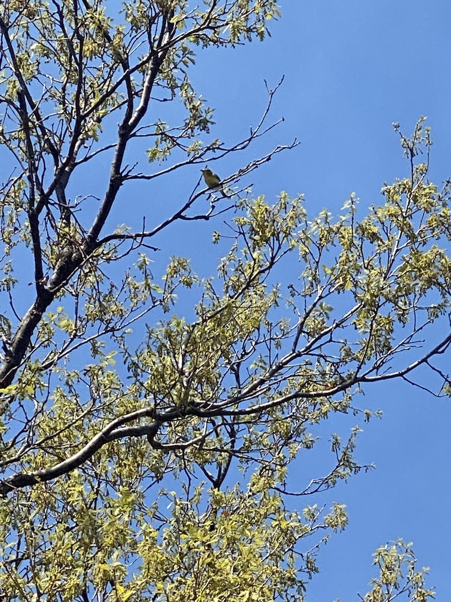 Yellow-throated Vireo - ML455442191