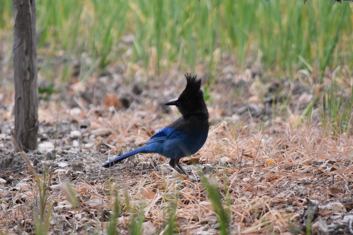 Steller's Jay - ML455442351